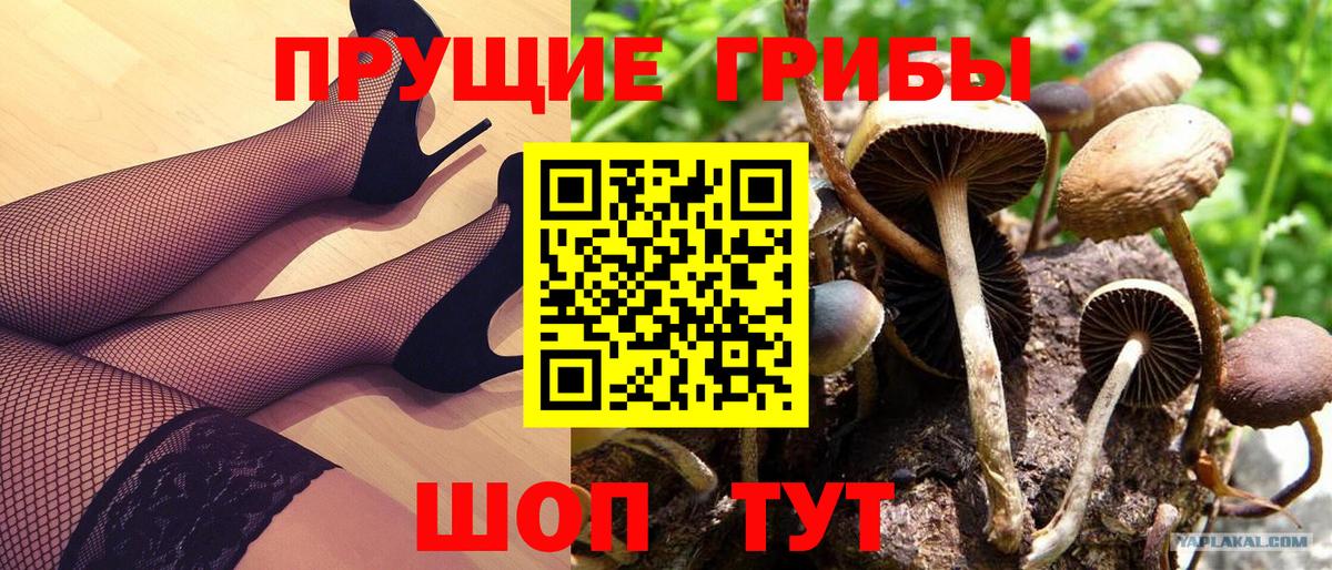 Борисоглебск  Галлюциногенные грибы Cubensis  Вход с VPN 